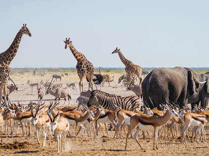 etosha