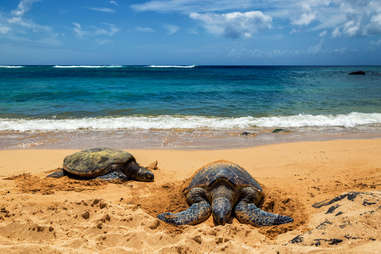 two sea turtles along the shore of Haleiwa, Hawaii
