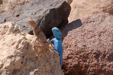 Blue Sinai Agama lizard