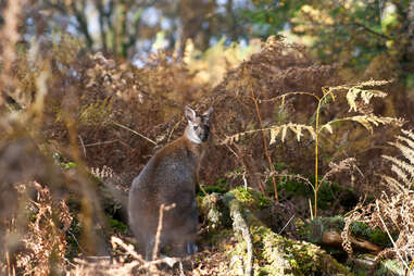 wallaby in a forest