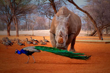 etosha national park namibia