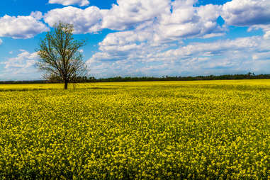 field of yellow canola flowers, oklahoma
