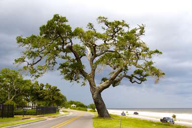 large tree in gulfport, mississippi