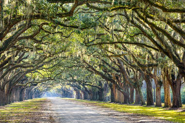 Georgia trees