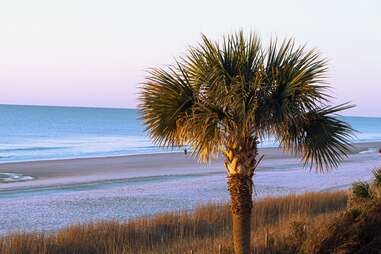 palm tree near the beach
