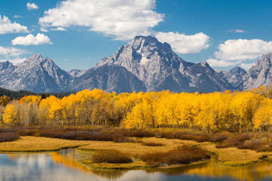 autumn trees at grand teton national park