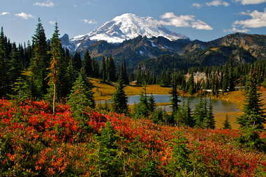 Mt. Rainier paradise