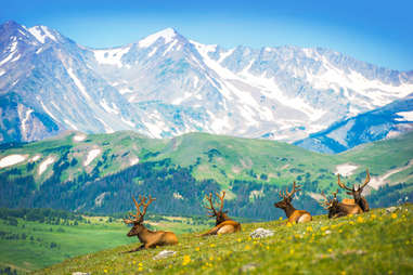 deers hanging out in rocky mountain meadow