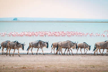 etosha national park