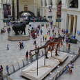 The Field Museum