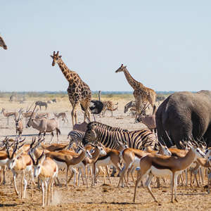 etosha